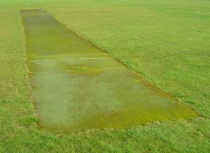 Here, a dip in the base has allowed water to pool encouraging moss/algae on the wicket.