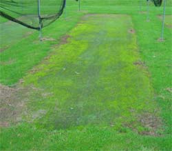 A prime example of a cricket wicket that has been extremely neglected.